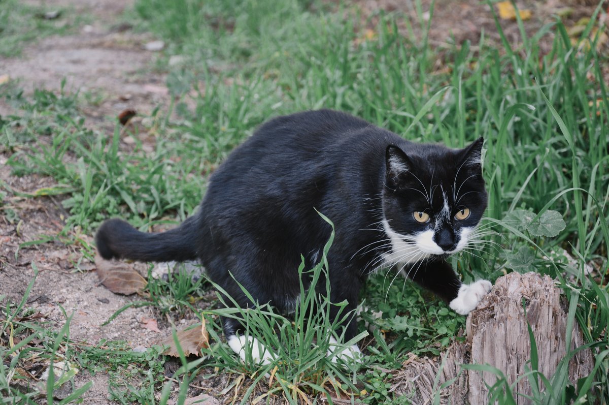 Louise, gata de la colonia Miradas Felinas
